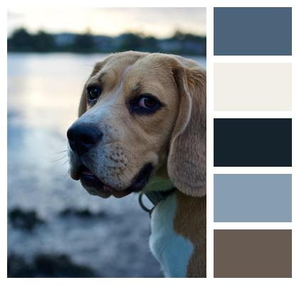Brown Animal Attention Eyes Image
