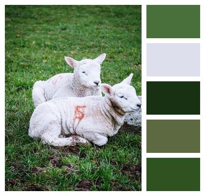 Ireland Sheep Lambs Image