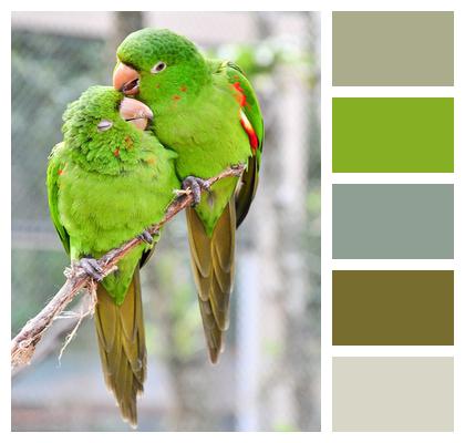 Animal Colorful Birds Image