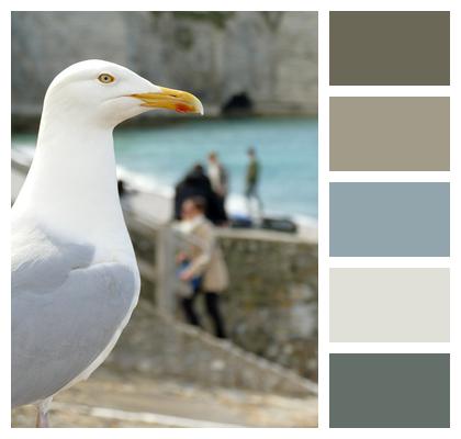 Bird Seagull Fauna Image