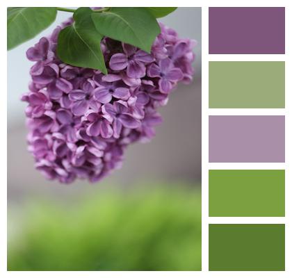Lilac Without Garden Image