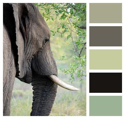Ivory Tusk Elephant Image