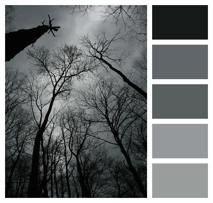 Winter Black Trees Image