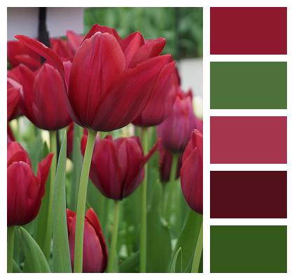 Tulip Red Flower Image