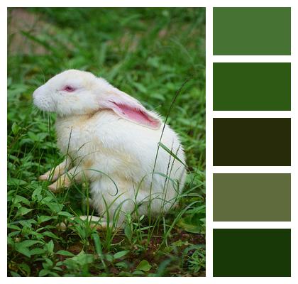 Hare Bunny Rabbit Image