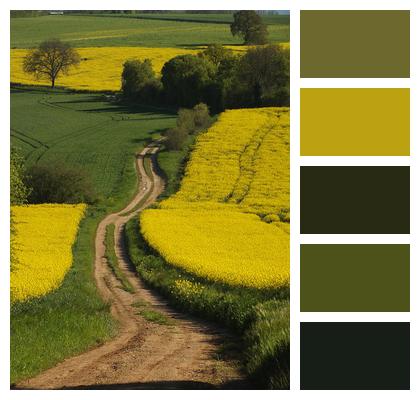 Yellow Green Fields Image