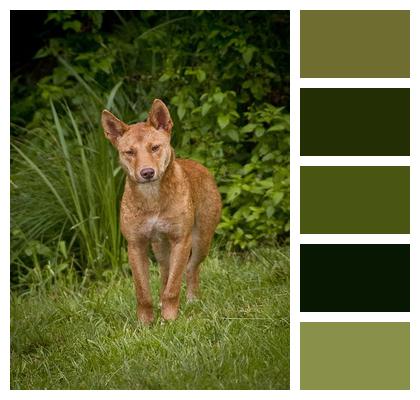 Wild Dog Dingo Image