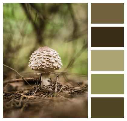 Nature Forest Mushroom Image