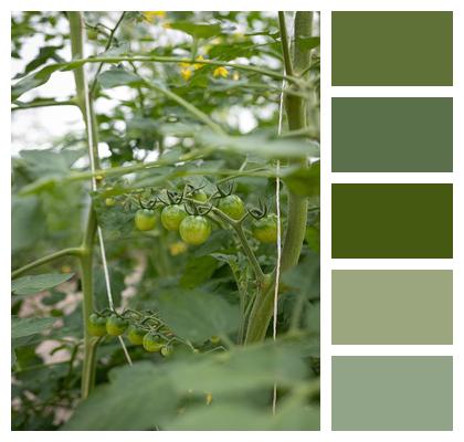 Green Vegetable Tomato Image