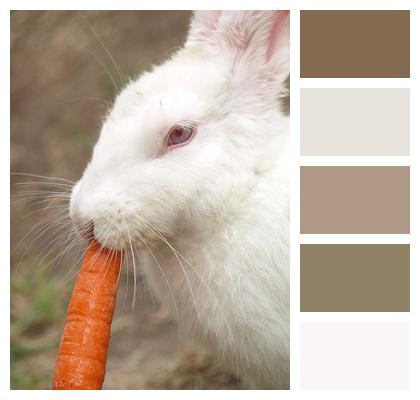 Carrot Bunny Eat Image