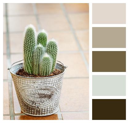 Cactus Plant Houseplant Image