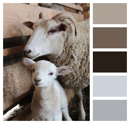Wool Lamb Sheep Image