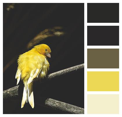 Canary Bird Songbird Image