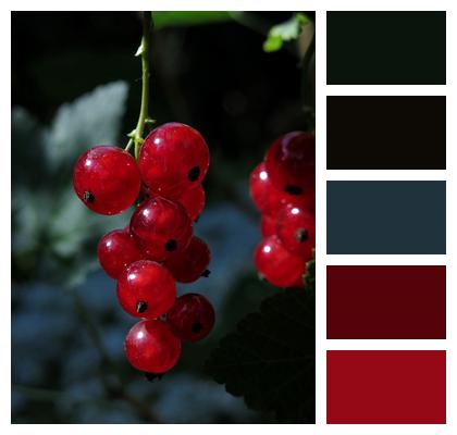 Ripe Currants Red Image