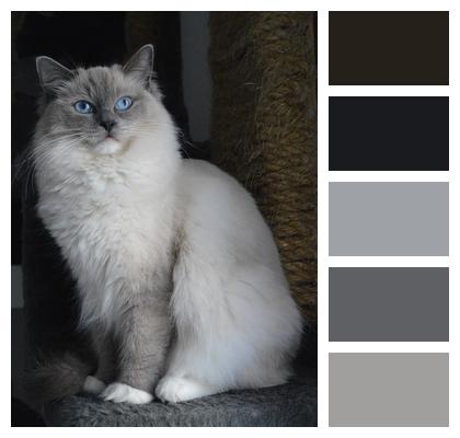 Ragdoll Cat Kittens Image