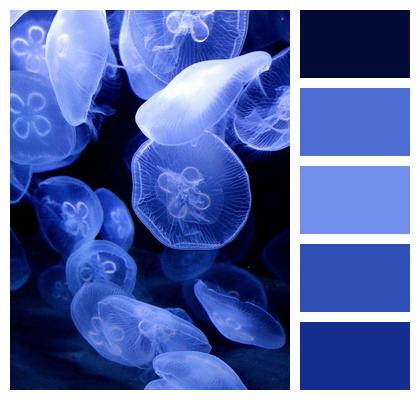 Jellyfish Animals Blue Image