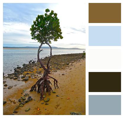 Mangrove Isolation Tree Image