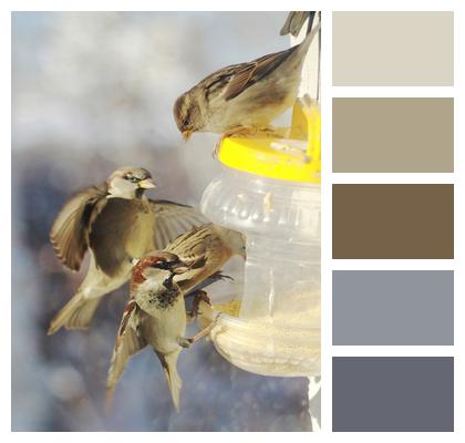Russia Sparrows Winter Image