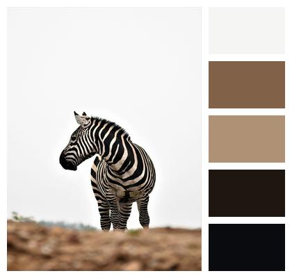 Stripes Nature Zebra Image