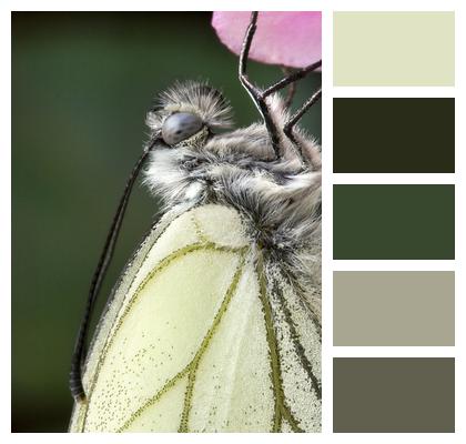 Black Veined White Summer Butterfly Image