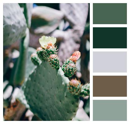 Cacti Cactus Botanical Image