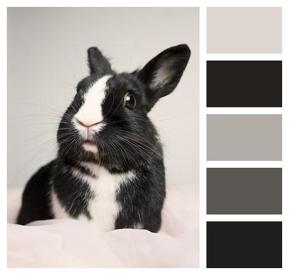 Cute Bunny Rabbit Image