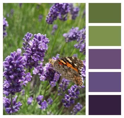 Butterfly Purple Lavender Image