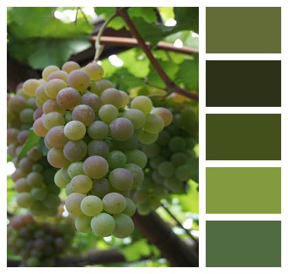 Grapes Vineyard Wine Image