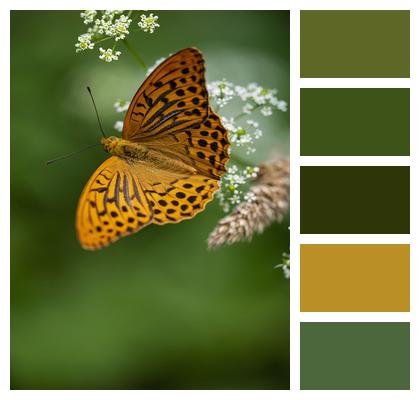 Insects Butterfly Meadow Image