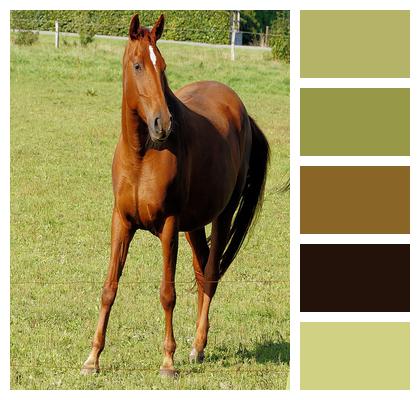 Pasture Horse Brown Image
