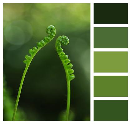 Green Plant Fern Image