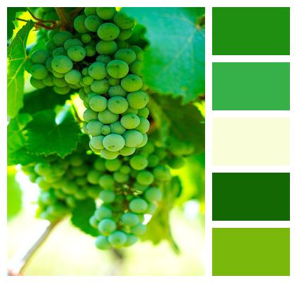 Wine Green Grapes Image
