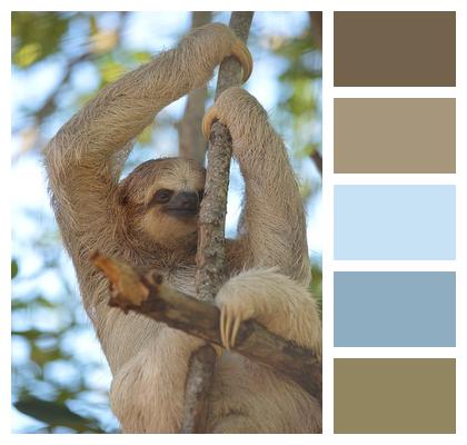 Sloth Mammal Animal Image