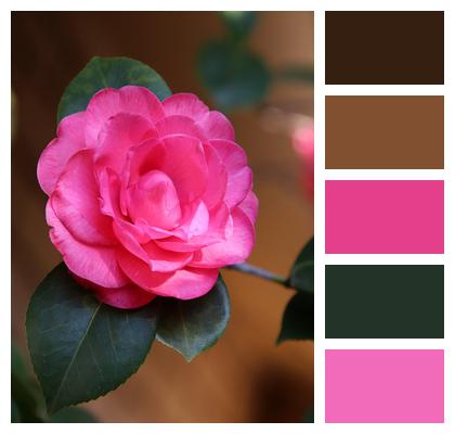 Camellia Pink Flower Image