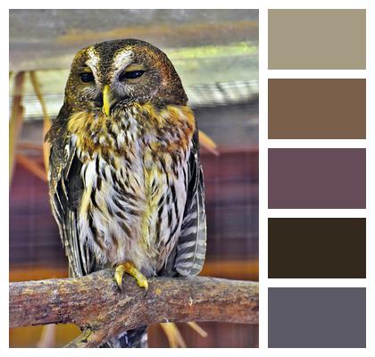 Plumage Bird Owl Image