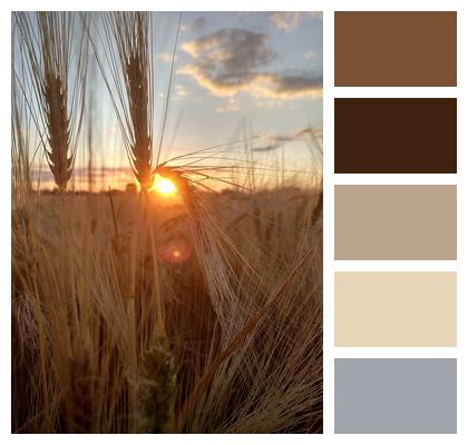 Barley Sunset Field Image