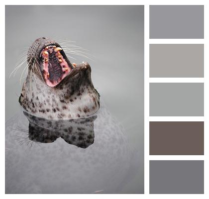 Mammal Teeth Seal Image