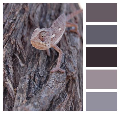 Chameleon Camouflage Closeup Image