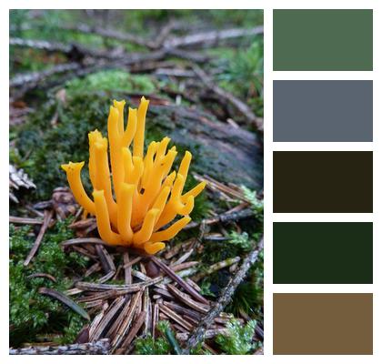Mushroom Yellow Forest Image