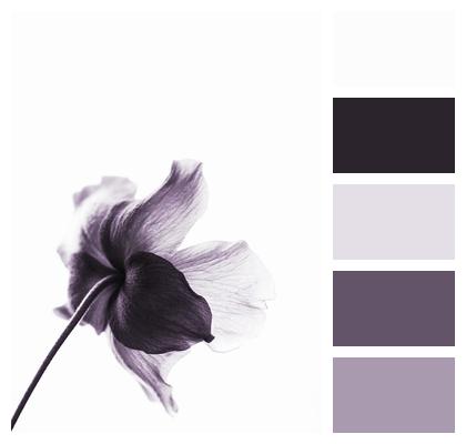 Purple Flower Violet Image