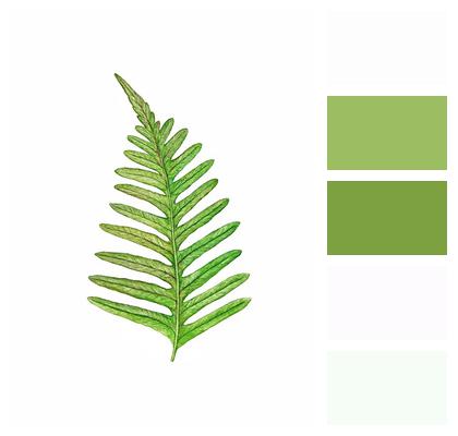 Leaf Fern Green Image