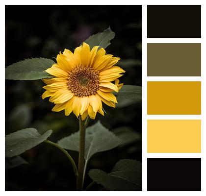 Yellow Flower Sunflower Image