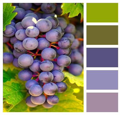 Wine Rebstock Grapes Image