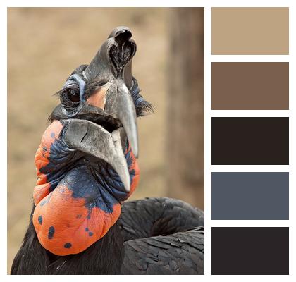Bird Africa Hornbill Image