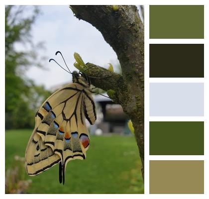 Yellow Dovetail Butterfly Image