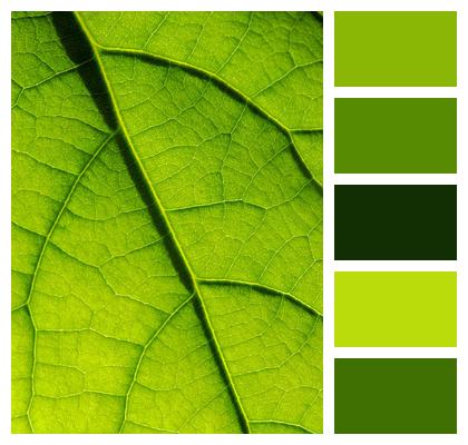 Macro Leaf Green Image