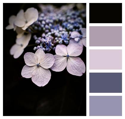 Flower Purple Nature Image