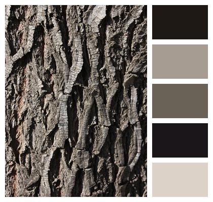 Wood Nature Bark Image