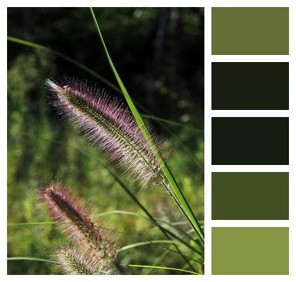 Light Foxtail Green Image