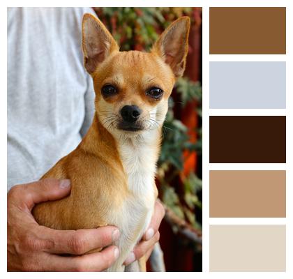 Dog Chihuahua Sable Image